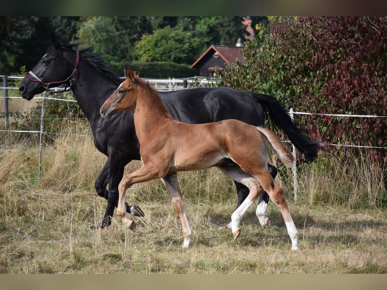 Cheval de sport allemand Étalon Poulain (06/2025) 175 cm Alezan brûlé in Bad Tabarz