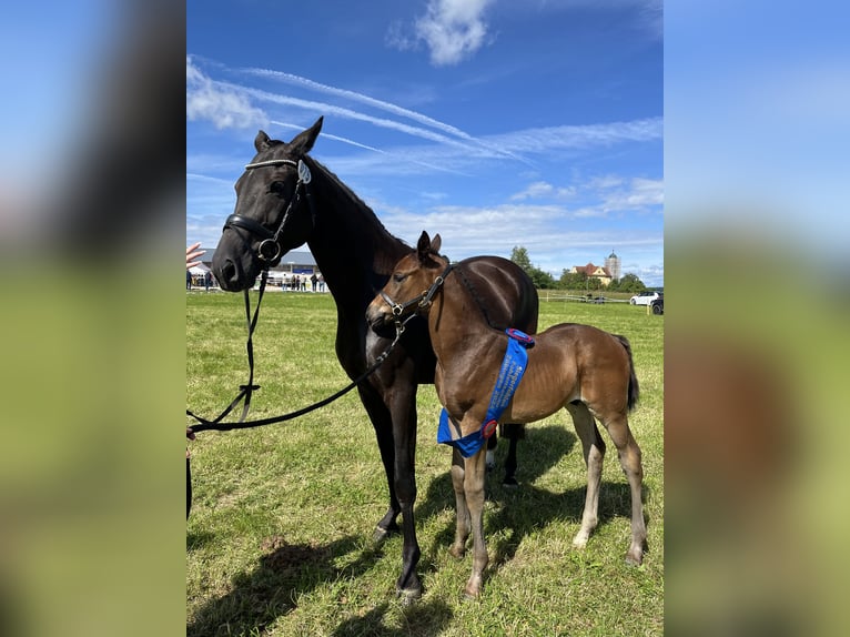 Cheval de sport allemand Étalon  175 cm Bai brun foncé in Ellwangen (Jagst)