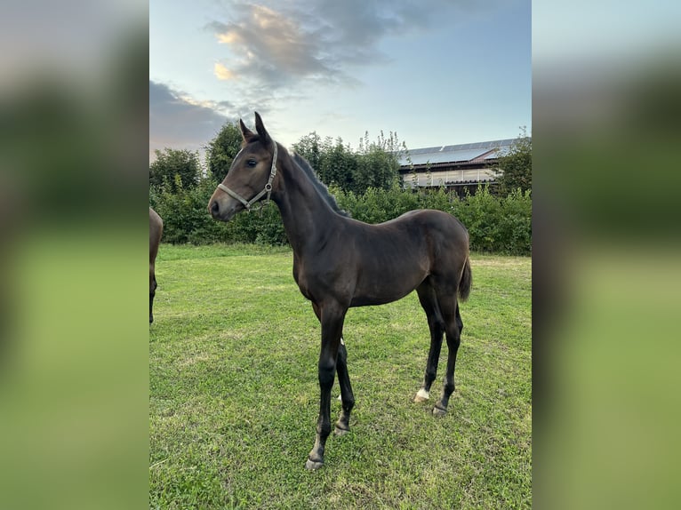 Cheval de sport allemand Étalon  175 cm Bai brun foncé in Ellwangen (Jagst)