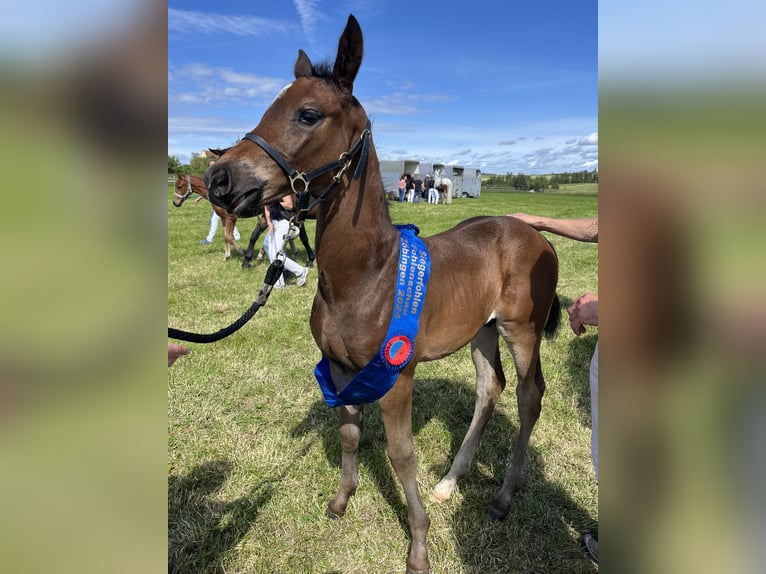 Cheval de sport allemand Étalon  175 cm Bai brun foncé in Ellwangen (Jagst)