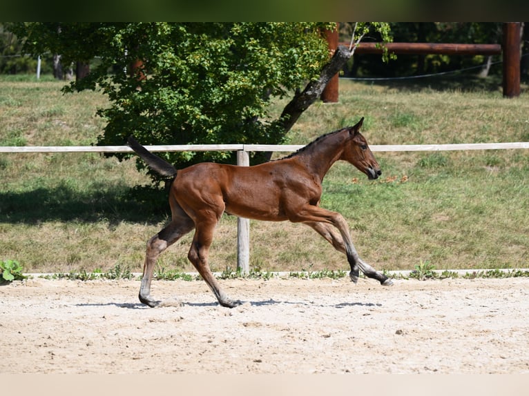 Cheval de sport allemand Étalon Poulain (06/2026) 175 cm Bai in Vohburg an der Donau