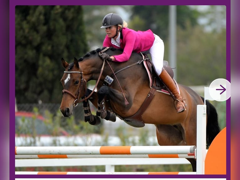 Cheval de sport allemand Étalon  175 cm Bai in Oberthulba