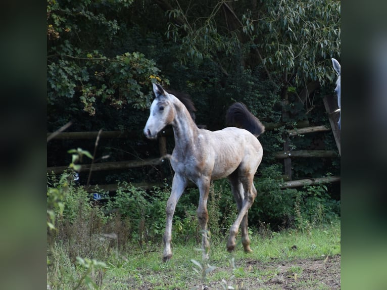 Cheval de sport allemand Étalon Poulain (06/2025) 175 cm Gris in Bad Mergentheim