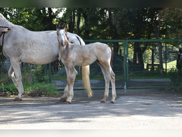 Cheval de sport allemand Étalon Poulain (06/2025) 175 cm Gris in Bad Mergentheim