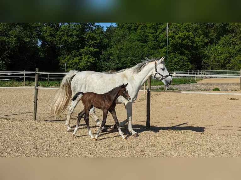 Cheval de sport allemand Étalon Poulain (05/2024) 175 cm Gris in Langenau