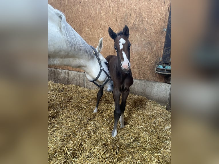 Cheval de sport allemand Étalon Poulain (05/2024) 175 cm Gris in Langenau