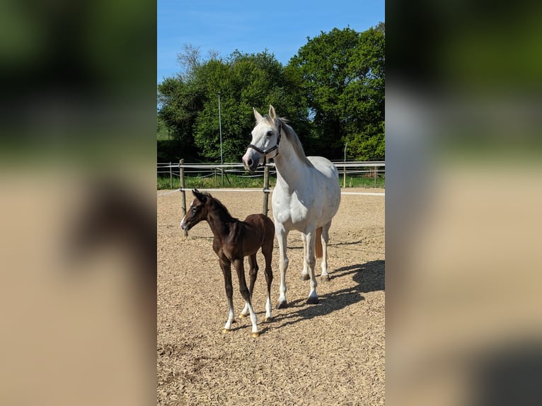 Cheval de sport allemand Étalon Poulain (05/2024) 175 cm Gris in Langenau