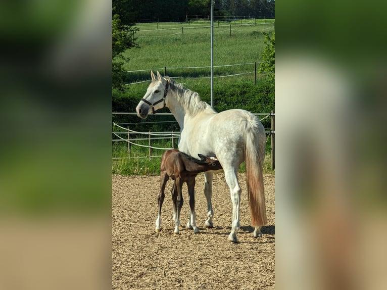 Cheval de sport allemand Étalon Poulain (05/2024) 175 cm Gris in Langenau