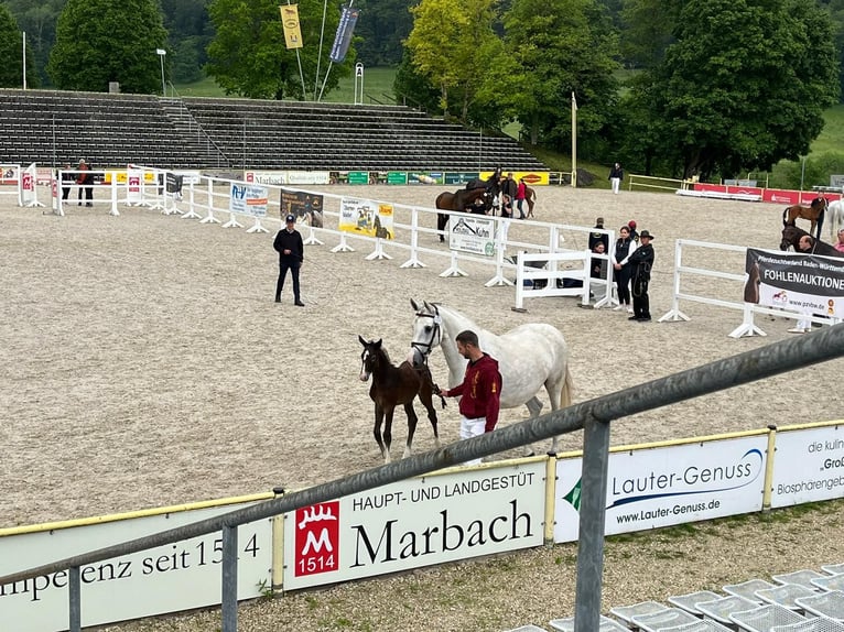 Cheval de sport allemand Étalon Poulain (05/2024) 175 cm Gris in Langenau