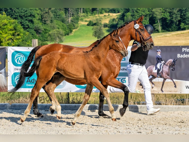 Cheval de sport allemand Étalon Poulain (04/2026) 180 cm Bai in Wiesloch