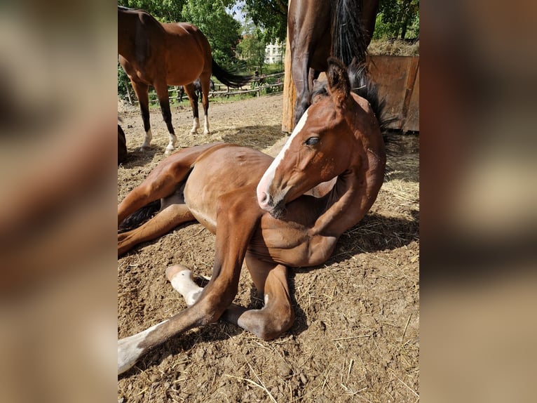 Cheval de sport allemand Étalon Poulain (04/2025) 185 cm Bai cerise in M&#xF6;hnesee
