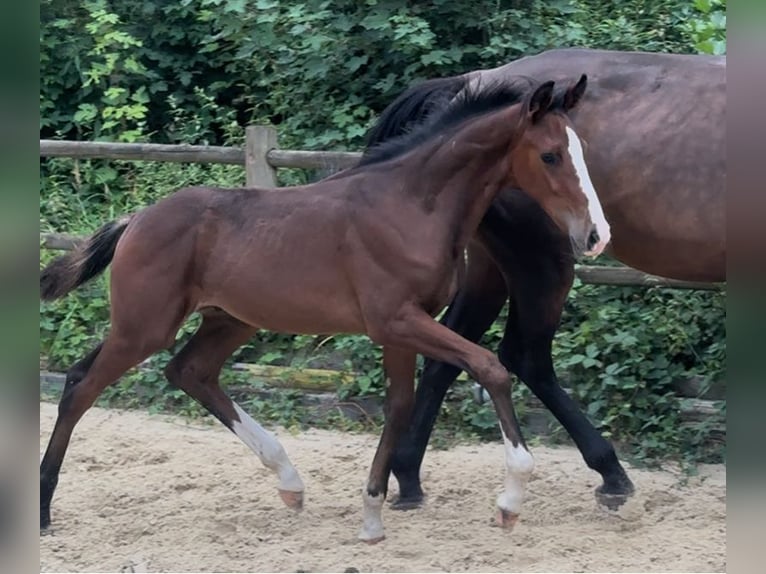 Cheval de sport allemand Étalon Poulain (04/2025) 185 cm Bai cerise in M&#xF6;hnesee