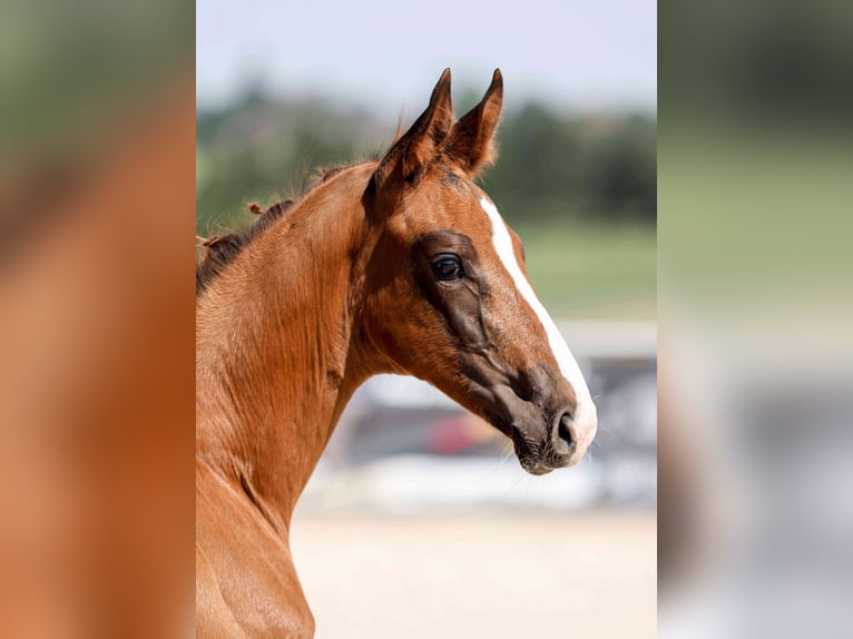 Cheval de sport allemand Étalon Poulain (04/2026) Alezan brûlé in Schrozberg