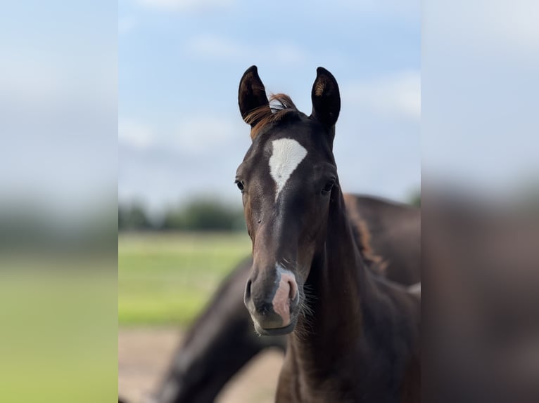 Cheval de sport allemand Étalon Poulain (04/2025) Alezan brûlé in Wei&#xDF;enberg