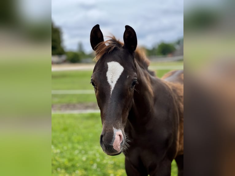 Cheval de sport allemand Étalon Poulain (04/2025) Alezan brûlé in Wei&#xDF;enberg
