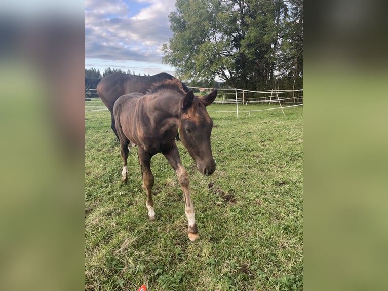 Cheval de sport allemand Étalon  Alezan brûlé in Marktoberdorf