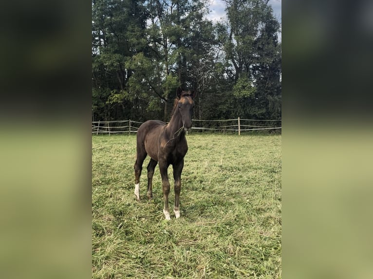 Cheval de sport allemand Étalon  Alezan brûlé in Marktoberdorf