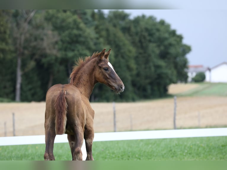 Cheval de sport allemand Étalon Poulain (05/2024) Alezan brûlé in Postmünster