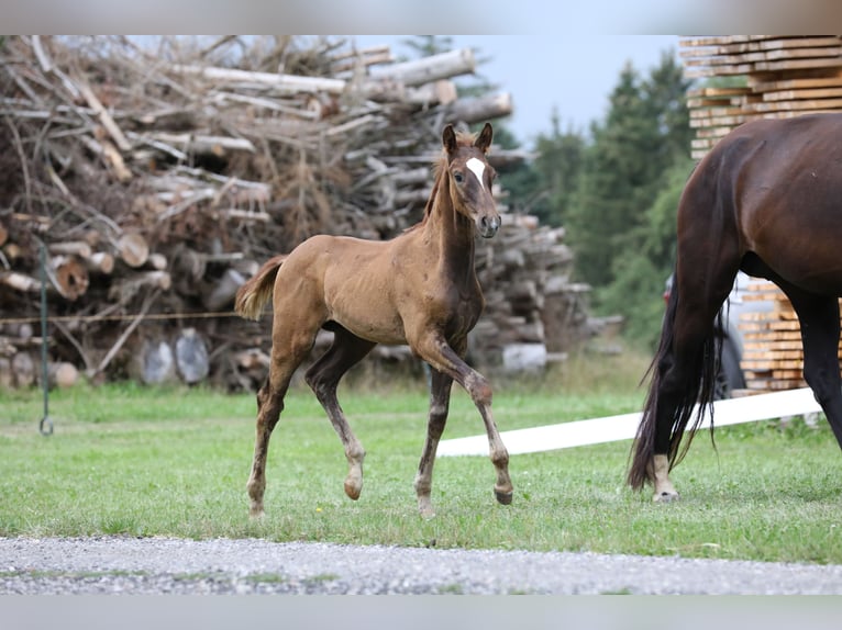 Cheval de sport allemand Étalon Poulain (05/2024) Alezan brûlé in Postmünster