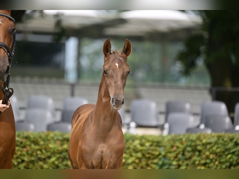 Cheval de sport allemand Étalon Poulain (05/2025) Alezan brûlé in Brandenburg an der Havel