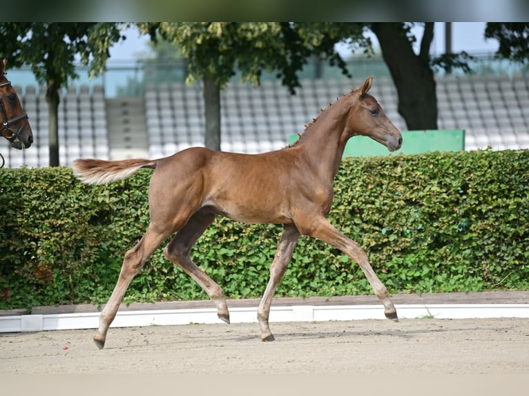 Cheval de sport allemand Étalon Poulain (05/2025) Alezan brûlé in Brandenburg an der Havel