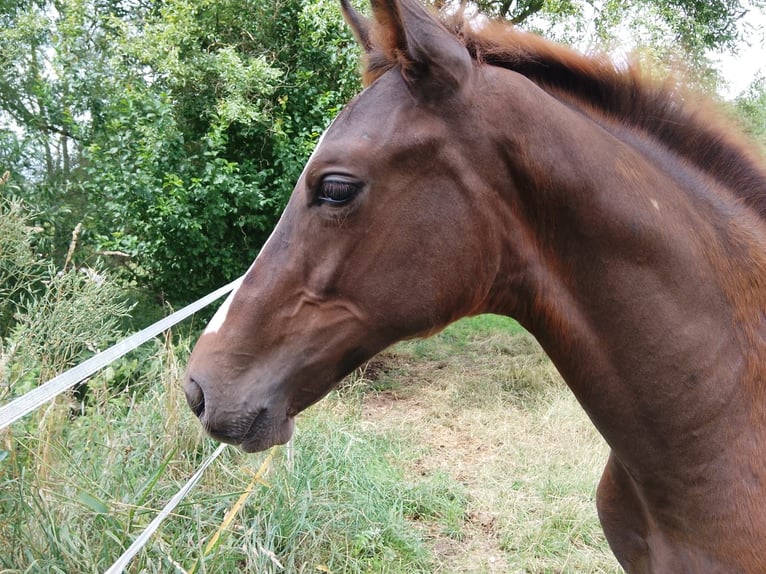 Cheval de sport allemand Étalon Poulain (04/2025) Alezan brûlé in Bleicherode/ Wollersleben