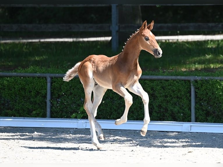 Cheval de sport allemand Étalon  Alezan brûlé in Reichenwalde