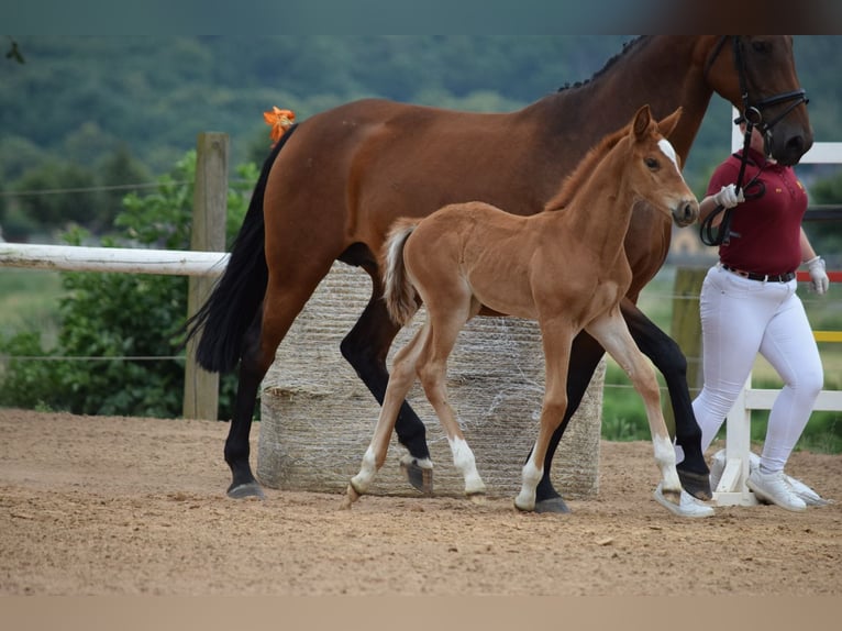 Cheval de sport allemand Étalon Poulain (05/2025) Alezan in Rhinow OT Kietz