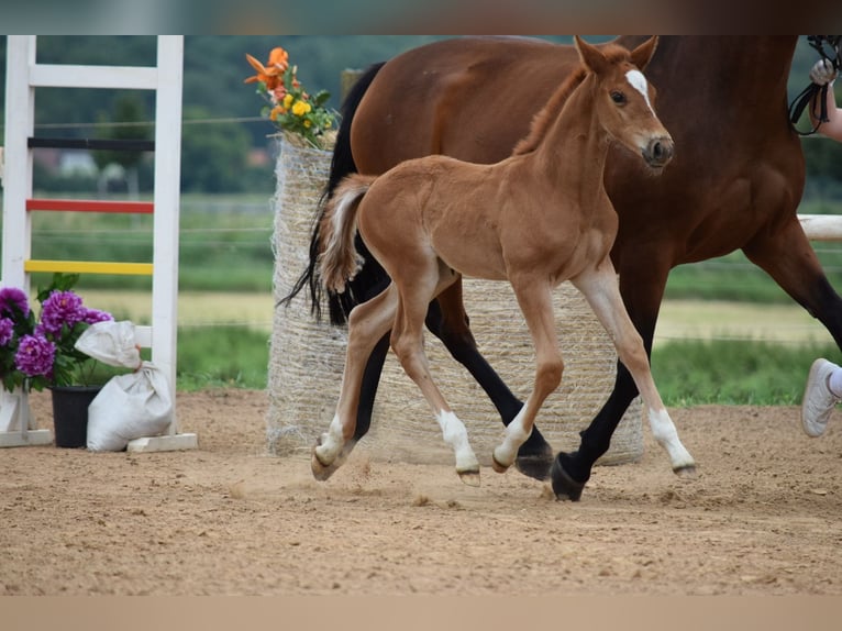 Cheval de sport allemand Étalon Poulain (05/2025) Alezan in Rhinow OT Kietz