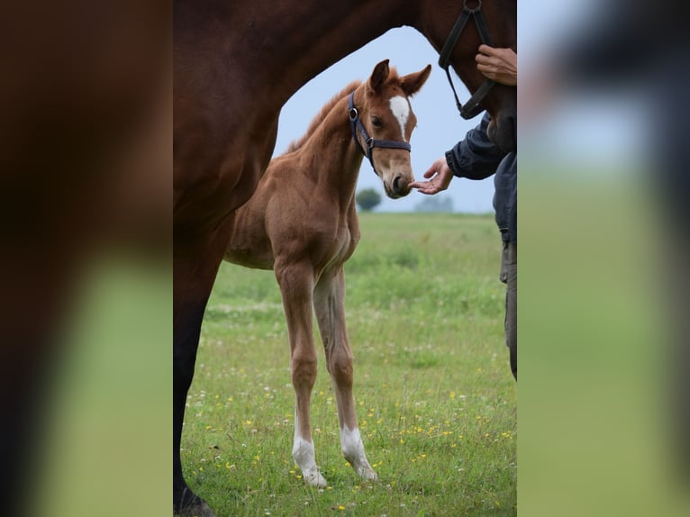 Cheval de sport allemand Étalon Poulain (05/2025) Alezan in Rhinow OT Kietz