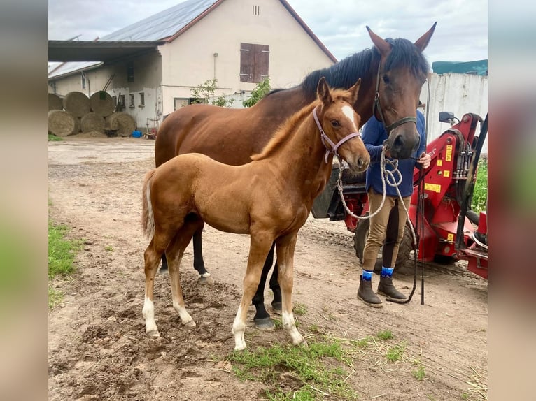 Cheval de sport allemand Étalon Poulain (05/2025) Alezan in Rhinow OT Kietz
