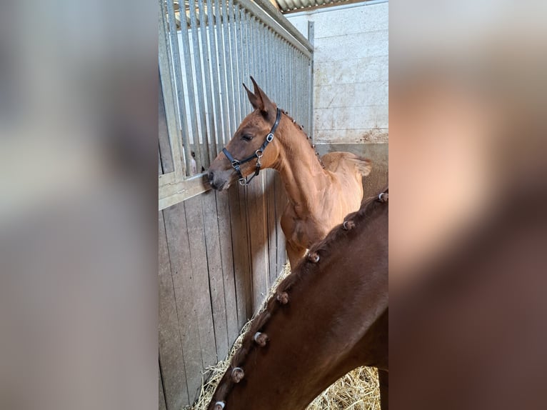 Cheval de sport allemand Étalon Poulain (04/2025) Alezan in Burgen