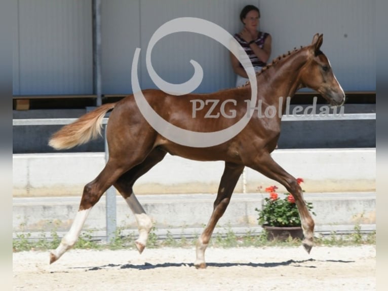 Cheval de sport allemand Étalon Poulain (04/2026) Alezan in Haarbach