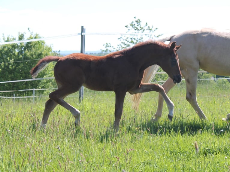Cheval de sport allemand Étalon  Alezan in Heistenbach