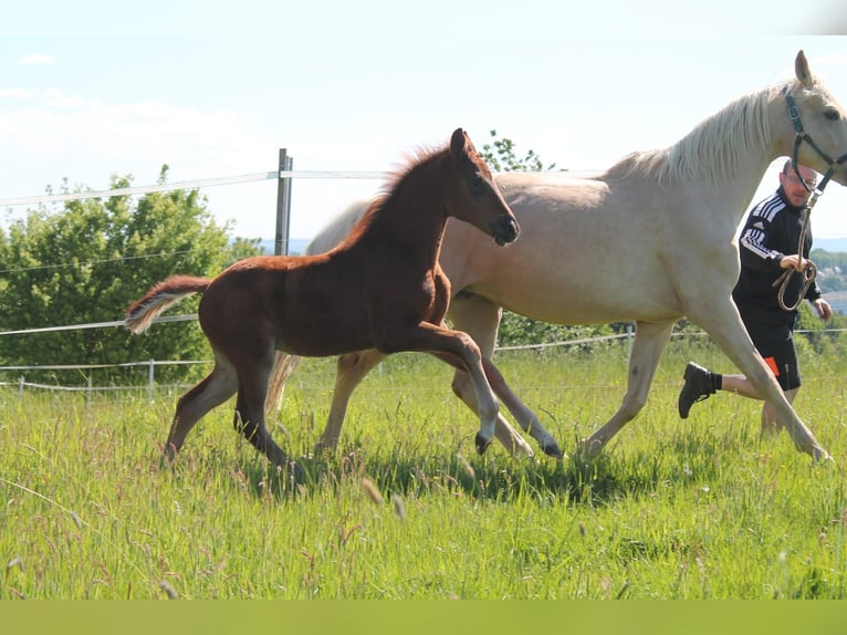 Cheval de sport allemand Étalon  Alezan in Heistenbach