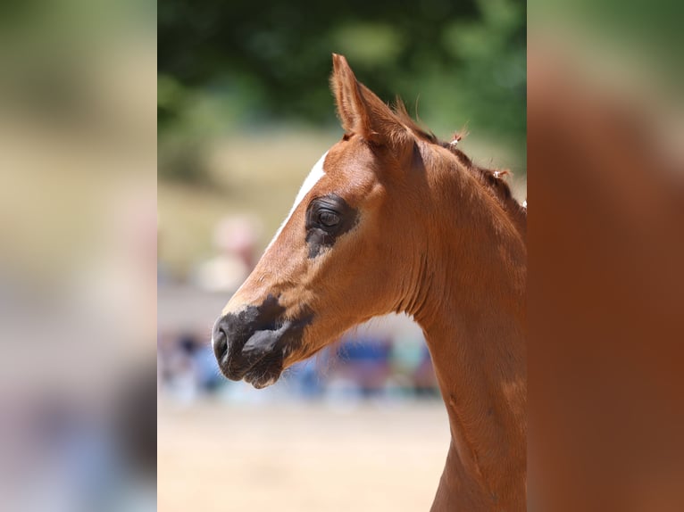 Cheval de sport allemand Étalon Poulain (05/2025) Alezan in Gomadingen