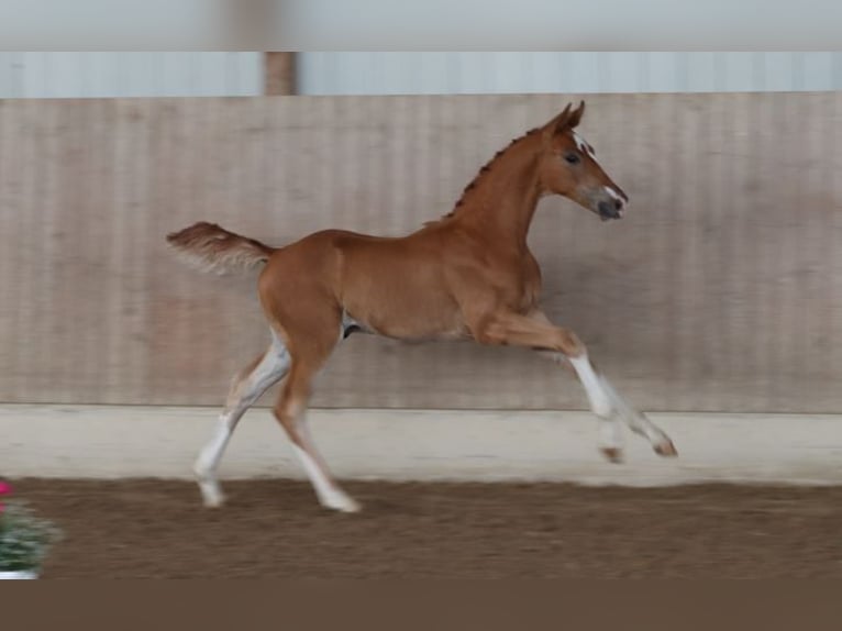 Cheval de sport allemand Étalon Poulain (04/2025) Alezan in Moritzburg