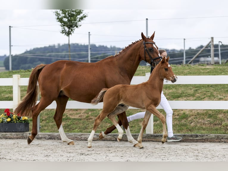 Cheval de sport allemand Étalon Poulain (05/2025) Alezan in Rot an der Rot