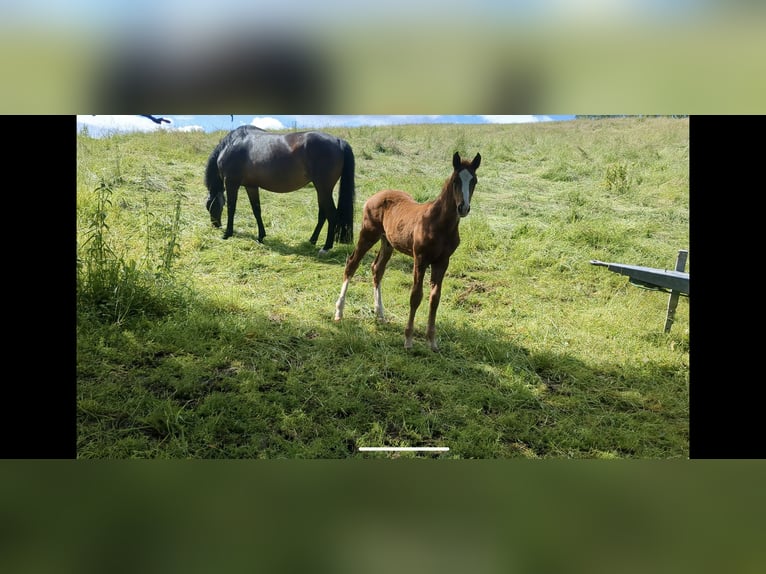 Cheval de sport allemand Étalon Poulain (04/2024) Alezan in Bad König