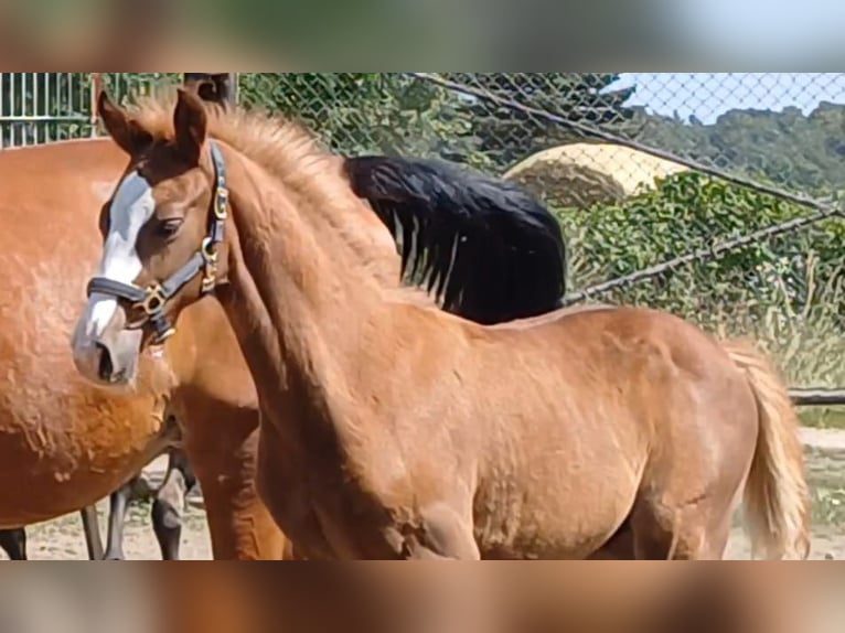 Cheval de sport allemand Étalon Poulain (05/2025) Alezan in Ringelsdorf