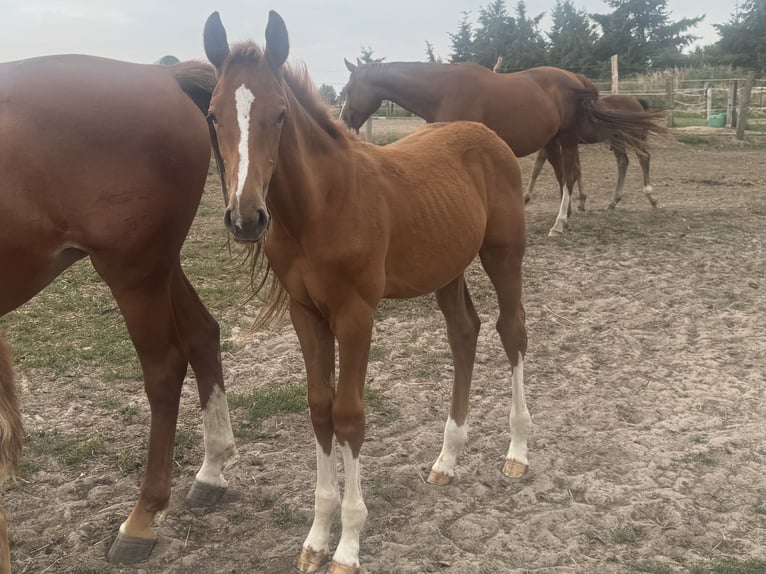 Cheval de sport allemand Étalon Poulain (04/2026) Alezan in Kietz