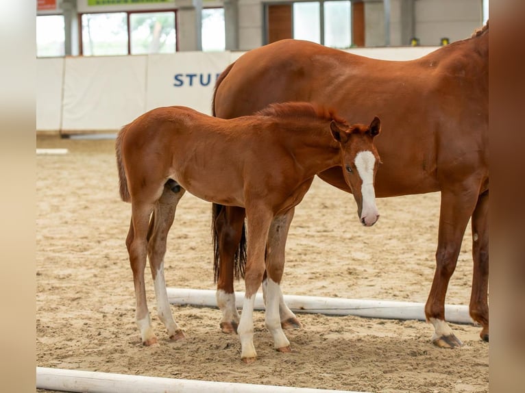 Cheval de sport allemand Étalon Poulain (04/2024) Alezan in Leuna OT Zweimen