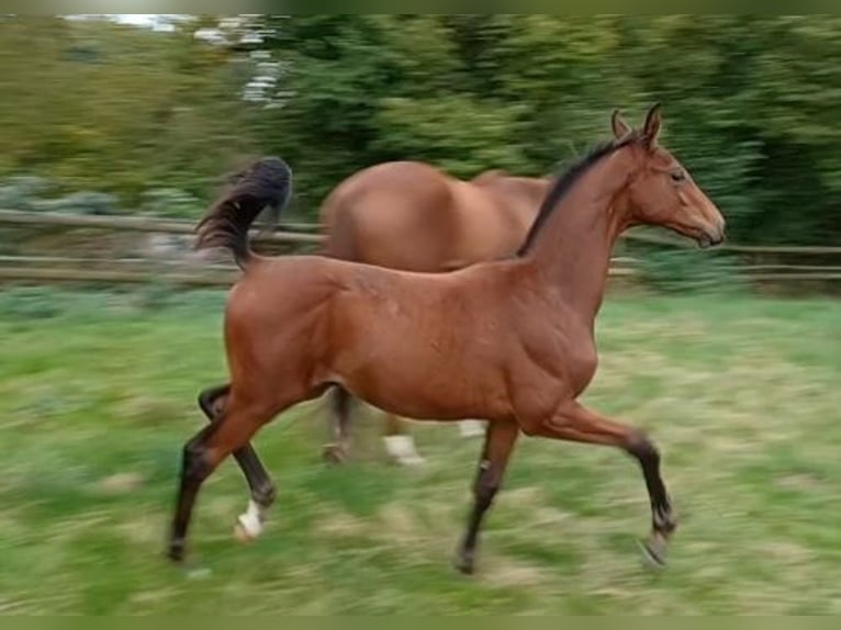 Cheval de sport allemand Étalon Poulain (05/2026) Bai brun in Diedorf