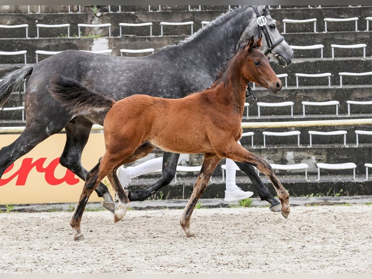 Cheval de sport allemand Étalon Poulain (03/2024) Bai brun in Fronhofen