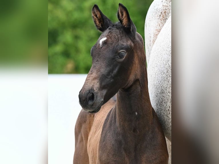 Cheval de sport allemand Étalon Poulain (05/2024) Bai brun in Aalen