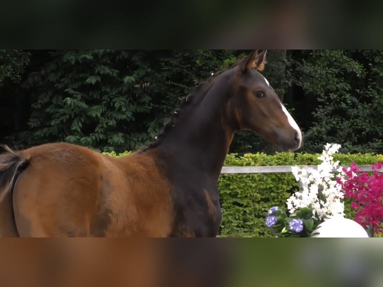 Cheval de sport allemand Étalon Poulain (03/2025) Bai brun in Bernstadt auf dem Eigen