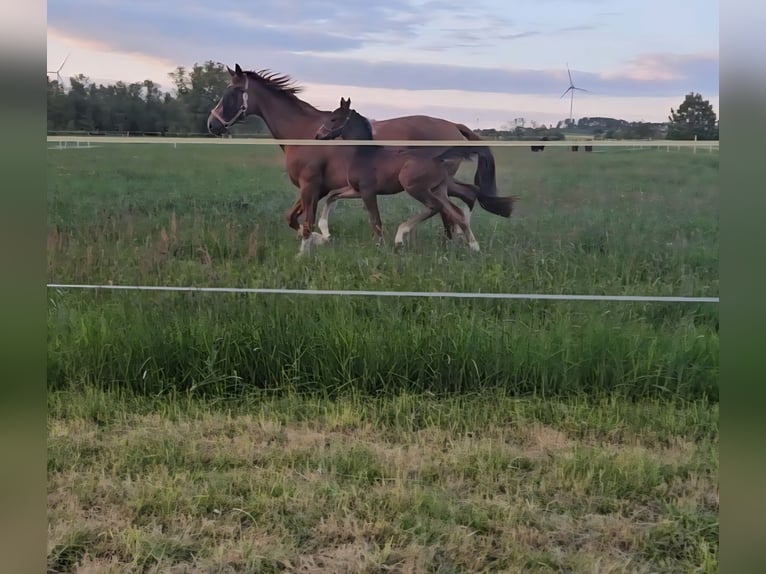 Cheval de sport allemand Étalon  Bai brun in Bernstadt auf dem Eigen