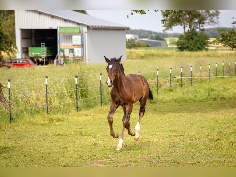 Cheval de sport allemand Étalon Poulain (05/2024) Bai brun in Erbach