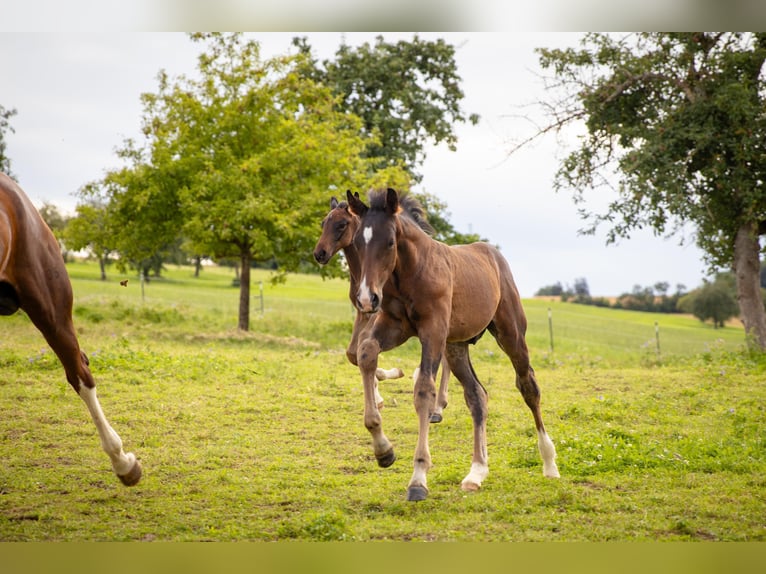 Cheval de sport allemand Étalon Poulain (05/2024) Bai brun in Erbach