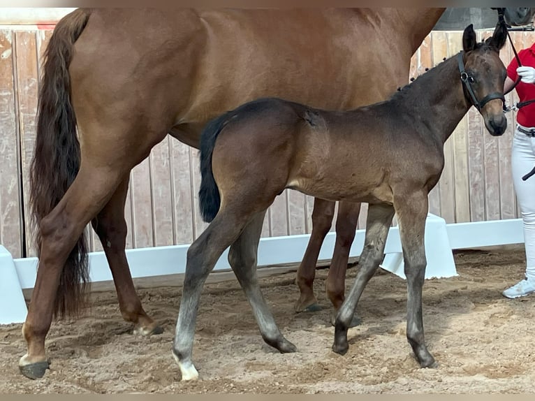 Cheval de sport allemand Étalon  Bai brun in Unterwellenborn